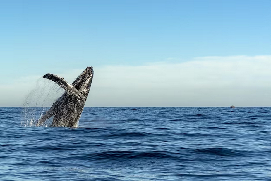 humpback whale breaching