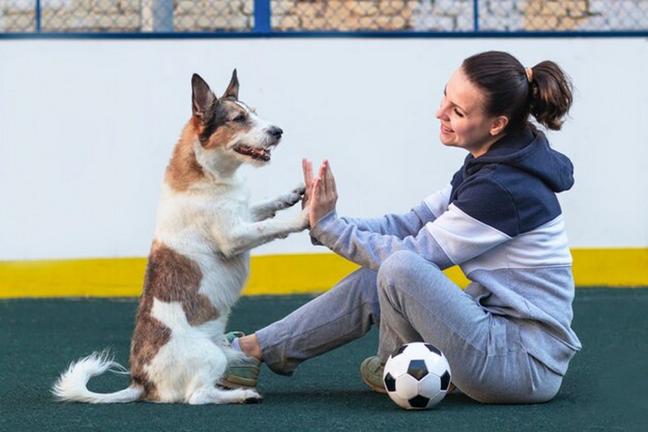 Animal Trainer