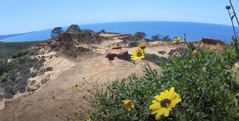 Torrey Pines State Reserve